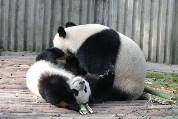 Precious Moment Mother Panda Her Cub Chengdu Panda Base — Stock Photo, Image