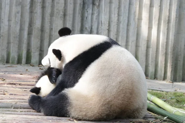 Vzácný Okamžik Matky Pandy Její Cub Chengdu Panda Base — Stock fotografie