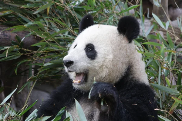 Närbild Söt Panda Äta Bambu Chengdu Panda Base Kina — Stockfoto