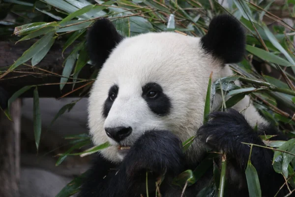 Close up Fluffy Panda Eating Bamboo, Chengdu Panda Base, China