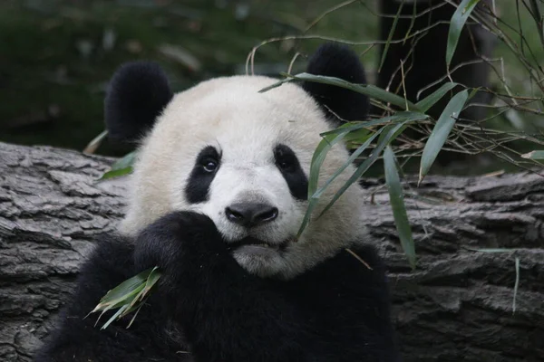 Giant Panda Eating Bamboo Leaves, Chengdu Panda Base, China