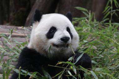 sweet smile of a panda in Chengdu Panda Base, China