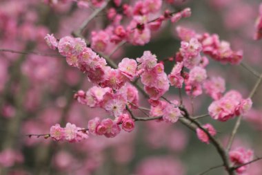Çin 'de çiçek açan kiraz çiçeğini kapatın.