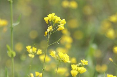 Çiçek açan sarı çayırları süsleyin.