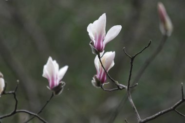 Baharda Beyaz Manolya Çiçekleri