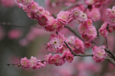 Pembe Kiraz Çiçeği 'ni ilkbaharda, Çin' de kapatın.
