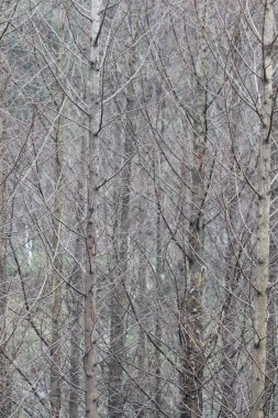 Sonbaharda orman, yapraksız ağaçlar