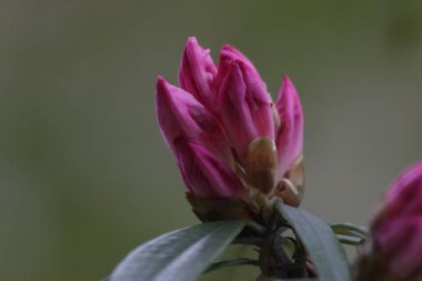 Kapatın Açan Rododendron Falcı Çiçekleri