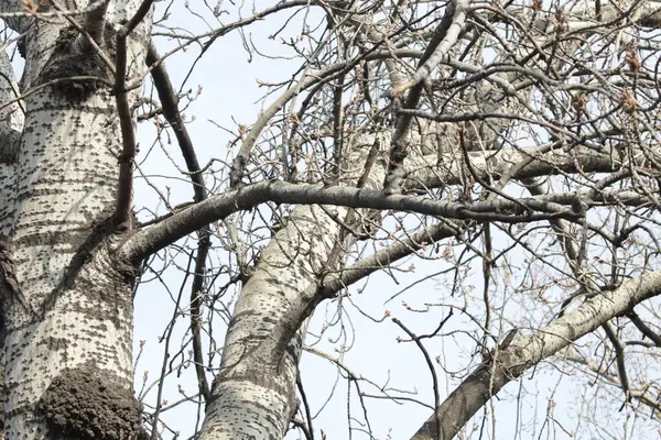 Rameaux Séchés Arbre Sans Feuilles Automne — Photo