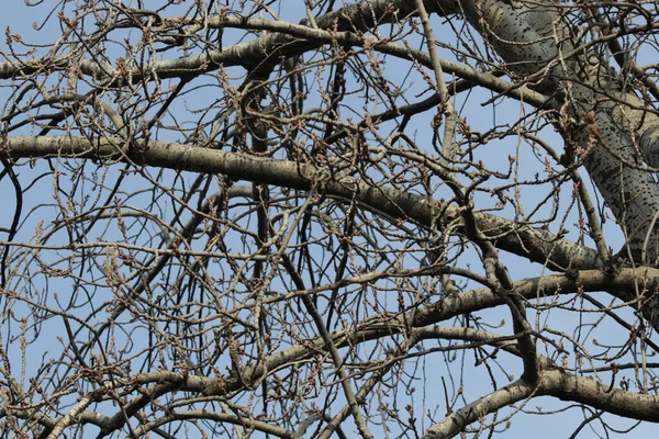 Getrocknete Zweige Blattloser Baum Herbst — Stockfoto