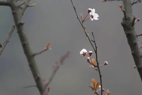 Крупним Планом Абрикос Квітка Навесні — стокове фото