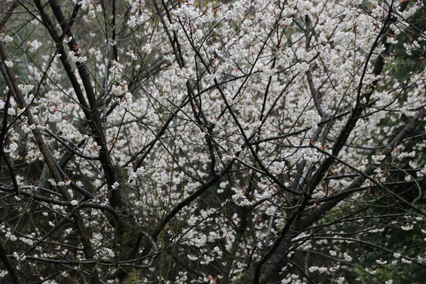 Peisaj Frumos Flori Cireșe Albe Înflorite Grădină — Fotografie, imagine de stoc