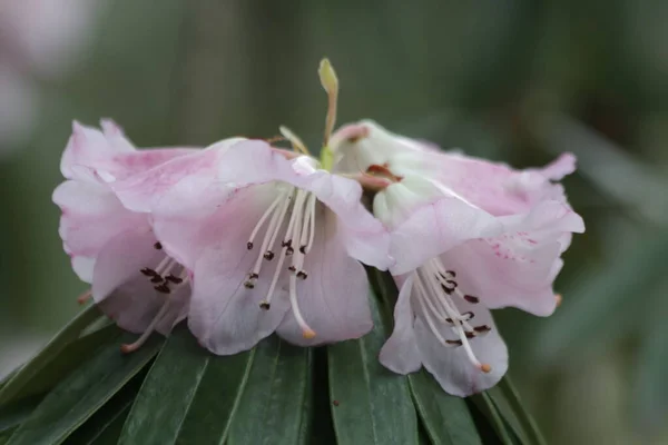 Cerca Floreciendo Rhododendron Fortunei Flores —  Fotos de Stock