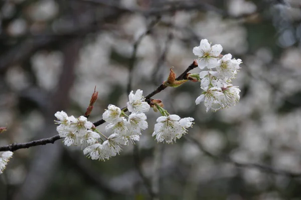 Kapatın Beyaz Erik Çiçeği, Prunus mume, İlkbaharda