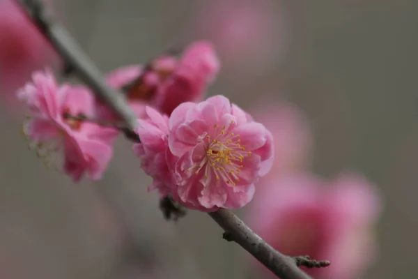 Cherry Blossom Symbol Renewal Vitality Beauty — Stock Photo, Image