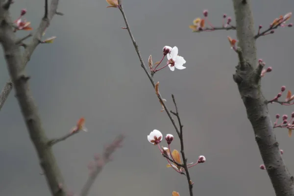 Kapatın Beyaz Erik Çiçeği Prunus Mume Lkbaharda — Stok fotoğraf