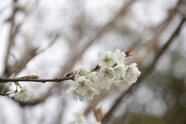 Närbild Vit Plommon Blossom Våren Kina — Stockfoto