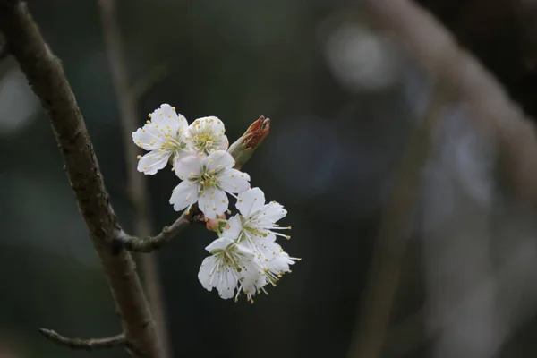 Fechar Flor Ameixa Branca Primavera China — Fotografia de Stock