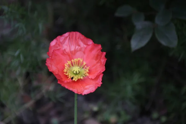 Närbild Blommande Röd Vallmo Blomma — Stockfoto