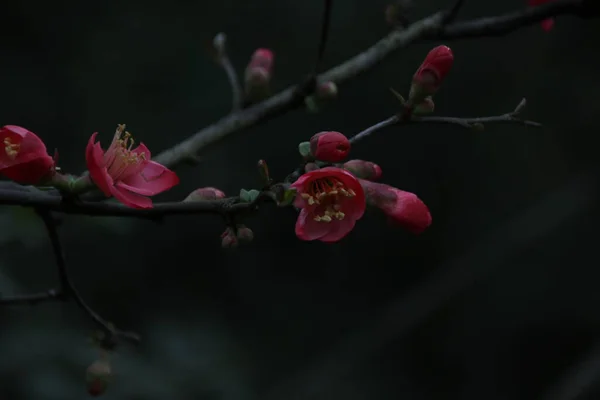 Закрийте Квітку Червоної Сливи Prunus Mume Весняний Час — стокове фото