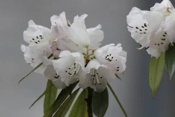 近くで見るツツジ フォーチュナイの花 — ストック写真