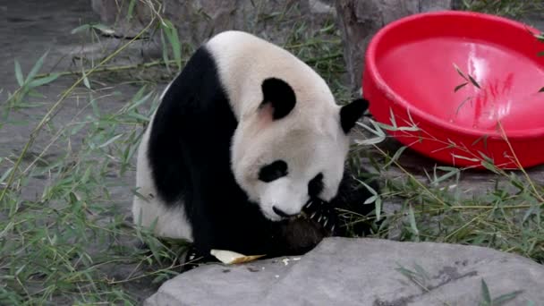 Zárj Egy Óriás Pandát Sanghajban Kínában — Stock videók