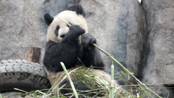 中国の竹の葉を食べるふわふわのぽっちゃりパンダを閉じます — ストック動画
