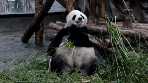 Close Fluffy Chubby Panda Eating Bamboo Leaves China — Stok Video