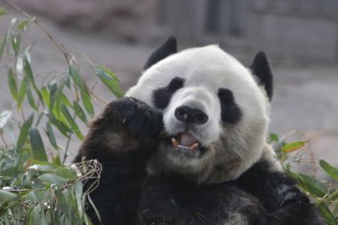 Pekin Hayvanat Bahçesi, Çin 'deki Dev Panda' yı kapatın.