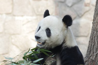 Pekin Hayvanat Bahçesi, Çin 'deki Dev Panda' yı kapatın.