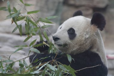 Pekin Hayvanat Bahçesi, Çin 'deki Dev Panda' yı kapatın.