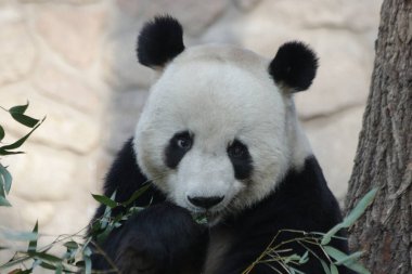 Pekin Hayvanat Bahçesi, Çin 'deki Dev Panda' yı kapatın.