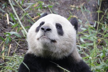 Dev Panda Bambu Yaprakları, Pekin Hayvanat Bahçesi, Çin