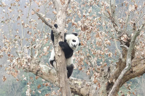 Happy Little Panda on the Tree, Wolong Giant Panda Nature Reserve, Shenshuping, China