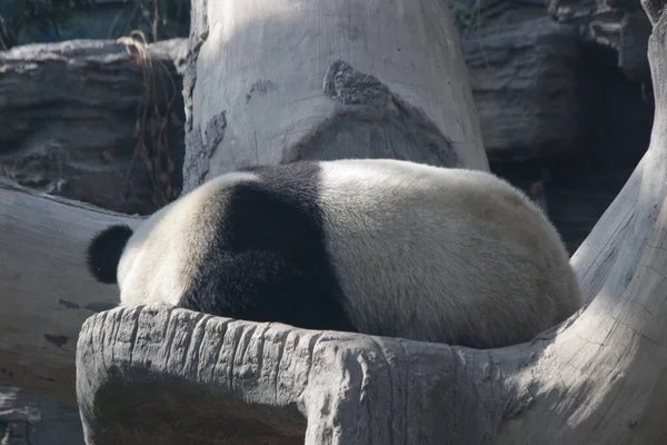 Gros Plan Panda Géant Dans Zoo Pékin Chine — Photo