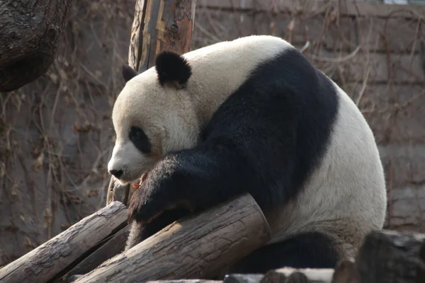 Primer Plano Gianty Panda Beijing Zoo China —  Fotos de Stock