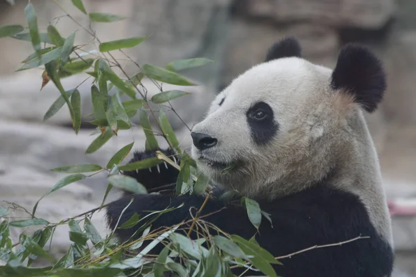 中国北京动物园的大熊猫近观 — 图库照片