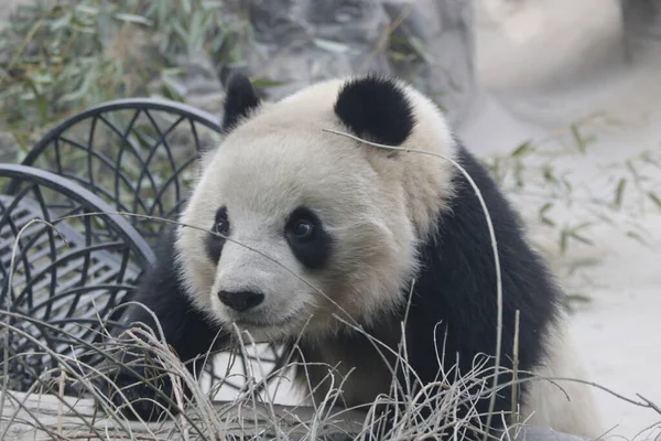 Bezár Giant Panda Pekingi Állatkertben Kínában — Stock Fotó