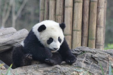 Yard 'daki küçük panda, Çin