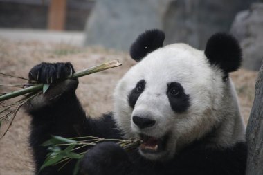 Bambu Yaprakları Yiyen Dev Pandayı Kapat