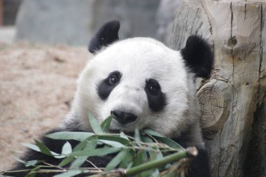 Bambu Yaprakları Yiyen Dev Pandayı Kapat