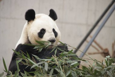 Ginat Panda Yeme Bambu Yaprakları, Çin
