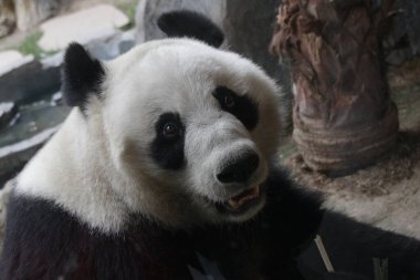 Dev Pandanın Suratı, Çin