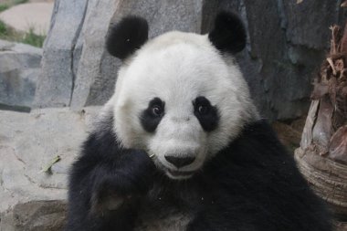 Dev Pandanın Suratı, Çin