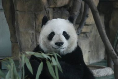 Şirin Dev Panda, Li Li, Chengdu Hayvanat Bahçesi, Çin