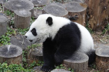 Küçük Panda oyun bahçesini keşfediyor, Wolong Dev Panda Doğa Koruma Alanı, Shenshuping, Çin