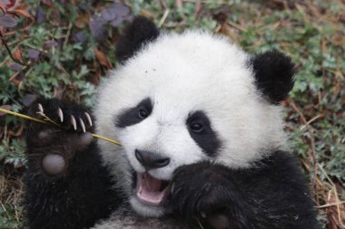 Şirin Küçük Panda Yavrusu Bambu Yemeyi Öğreniyor, Kurt Dev Panda Doğa Koruma Alanı, Shenshuping, Çin