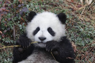 Şirin Küçük Panda Yavrusu Bambu Yemeyi Öğreniyor, Kurt Dev Panda Doğa Koruma Alanı, Shenshuping, Çin