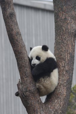 Little Fluffy Panda on the Tree, Wolong Giant Panda Nature Reserve, Shenshuping, China clipart