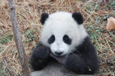 Mutlu Küçük Panda Yavrusu Bambu Yemeyi Öğreniyor, Kurt Dev Panda Doğa Koruma Alanı, Shenshuping, Çin